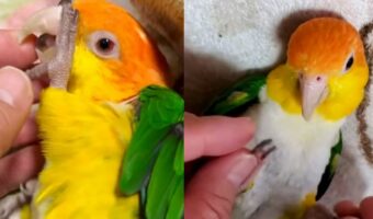 「甘えん坊将軍。いや・・・姫」飼い主さんに甘えるシロハラインコがかわいすぎる！