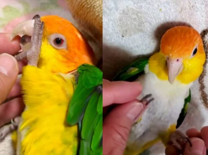 「甘えん坊将軍。いや・・・姫」飼い主さんに甘えるシロハラインコがかわいすぎる！