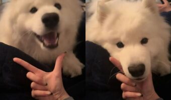 あご乗せするサモエドがかわいすぎる！飼い主さんの広げた指や膝の上にあごを乗せてリラックス