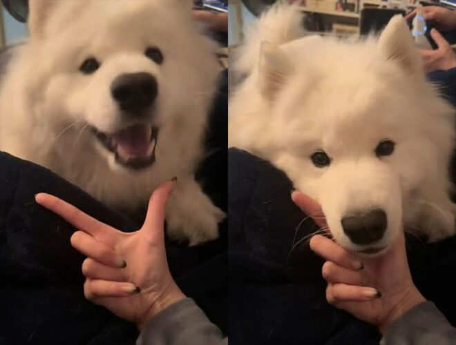 あご乗せするサモエドがかわいすぎる！飼い主さんの広げた指や膝の上にあごを乗せてリラックス