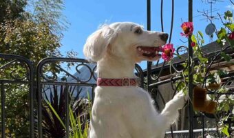 花を愛でる愛犬の写真になるはずが・・。イングリッシュセッターが花の蜜を舐める妖怪みたいになっている!?