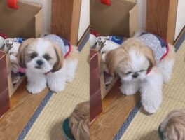 シーズーの「お手」がかわいすぎると話題に！「2回やりましたよ？って顔して待ってますね」