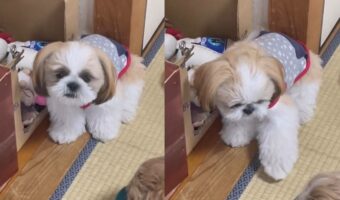 シーズーの「お手」がかわいすぎると話題に!「2回やりましたよ?って顔して待ってますね」