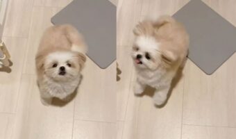 「ご飯」と聞いてハイテンションになる犬の姿がかわいすぎると話題に！「ぴょんぴょんジャンプが嬉しさを物語ってますね」