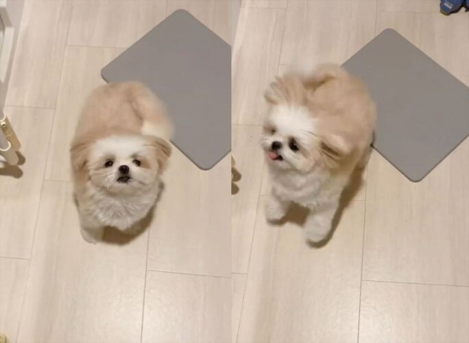 「ご飯」と聞いてハイテンションになる犬の姿がかわいすぎると話題に！「ぴょんぴょんジャンプが嬉しさを物語ってますね」