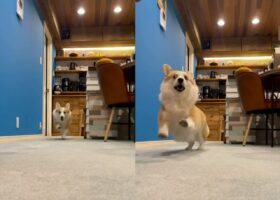 演技派のコーギー。走ってる途中でも、飼い主さんの動きに合わせて・・狙撃されたみたいにパタリと倒れた！！