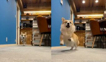 演技派のコーギー。走ってる途中でも、飼い主さんの動きに合わせて・・狙撃されたみたいにパタリと倒れた!!