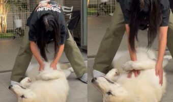 女の子にされるがままに撫でられるウルフドッグがかわいすぎる!「大きい赤ちゃんですね」「甘える姿ってギャップの分だけ尚更かわいいですね」