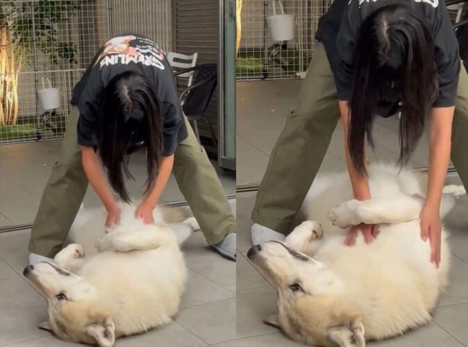 女の子にされるがままに撫でられるウルフドッグがかわいすぎる！「大きい赤ちゃんですね」「甘える姿ってギャップの分だけ尚更かわいいですね」