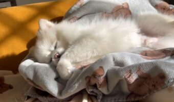 ひなたぼっこするポメラニアンがかわいすぎる!洗いたてのブランケットの上でペッチョペッチョする姿が話題に