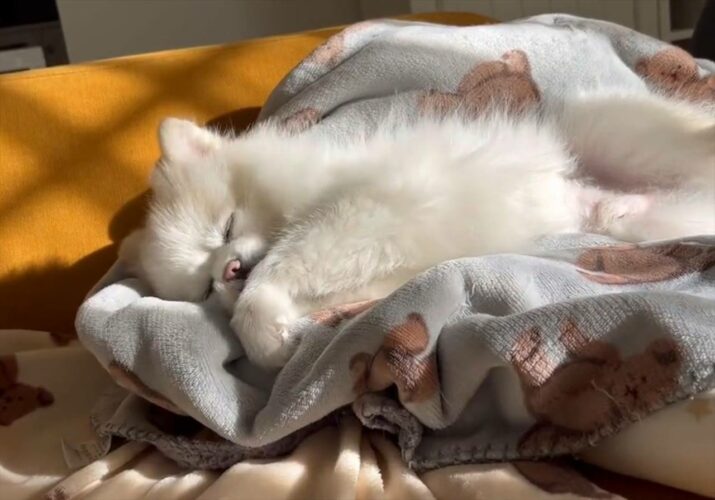 ひなたぼっこするポメラニアンがかわいすぎる！洗いたてのブランケットの上でペッチョペッチョする姿が話題に