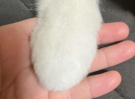 ポメラニアンのトリミングしたてのおててがかわいすぎると話題に！「にぎにぎしたい」「雪見だいふくみたい」