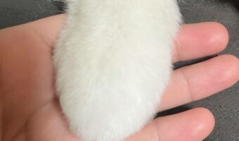 ポメラニアンのトリミングしたてのおててがかわいすぎると話題に！「にぎにぎしたい」「雪見だいふくみたい」