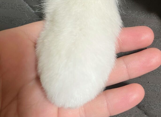 ポメラニアンのトリミングしたてのおててがかわいすぎると話題に！「にぎにぎしたい」「雪見だいふくみたい」