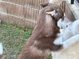 シベリアンハスキーの子犬が右ストレートをお見舞い！？「顔にしっかり入ってる」