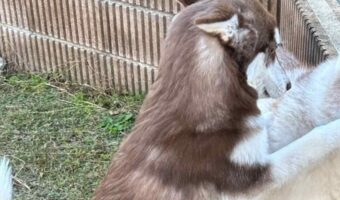 シベリアンハスキーの子犬が右ストレートをお見舞い!?「顔にしっかり入ってる」