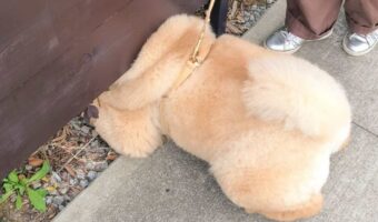 チャウチャウの頭が塀に挟み込まれてる！？大好きな猫を探し回る姿がいじらしくてかわいい！！