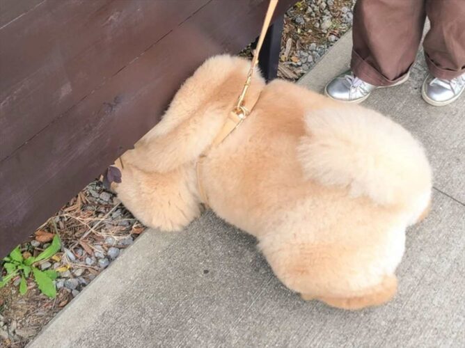 チャウチャウの頭が塀に挟み込まれてる！？大好きな猫を探し回る姿がいじらしくてかわいい！！