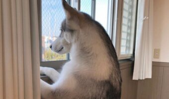 お散歩に行きたいシベリアンハスキー。雨が止んでからのアピールがスゴい!!
