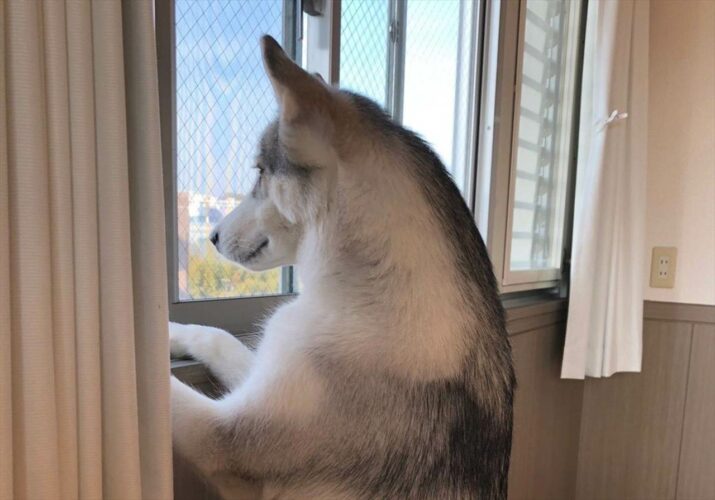 お散歩に行きたいシベリアンハスキー。雨が止んでからのアピールがスゴい！！