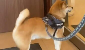 柴犬が突入していった先はドッグラン・・ではなく動物病院！？ウキウキで向かう姿が話題に