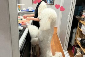 料理するママを見つめる娘みたい！キッチンで撮影されたスタンダードプードルとのツーショットがかわいすぎる！！
