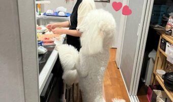 料理するママを見つめる娘みたい！キッチンで撮影されたスタンダードプードルとのツーショットがかわいすぎる！！