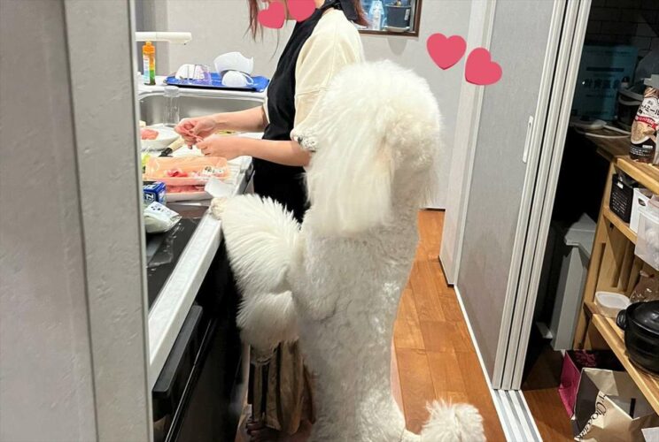 料理するママを見つめる娘みたい！キッチンで撮影されたスタンダードプードルとのツーショットがかわいすぎる！！