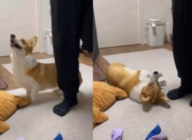 「天才だ・・！！」見事なパフォーマンスを披露するコーギー。地道なトレーニングの成果がスゴい！