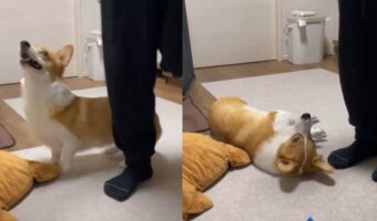 「天才だ・・！！」見事なパフォーマンスを披露するコーギー。地道なトレーニングの成果がスゴい！