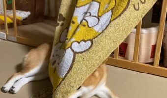 柴犬が新しいバスタオルで遊ぼうとした結果、とってもかわいいことに！「キョトンとした表情がたまらない」