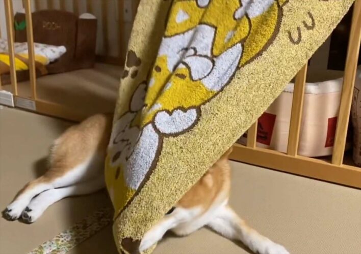 柴犬が新しいバスタオルで遊ぼうとした結果、とってもかわいいことに！「キョトンとした表情がたまらない」