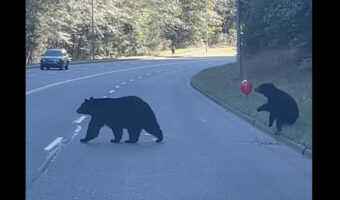 まるで絵本の中の出来事みたい!道路を横断しようとした子グマは赤い風船を見つけました!!【海外・動画】