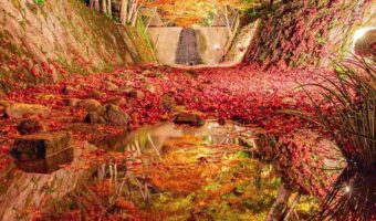 京都の写真家が撮影した『紅葉が流れる川』が幻想的!紅葉の名所と穴場をまとめた動画も必見!