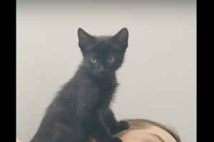 子猫のパパさんの起こし方がかわいすぎる！だけど、目覚めたパパさんは身を起こせない？！？！【海外・動画】