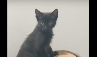 子猫のパパさんの起こし方がかわいすぎる！だけど、目覚めたパパさんは身を起こせない？！？！【海外・動画】