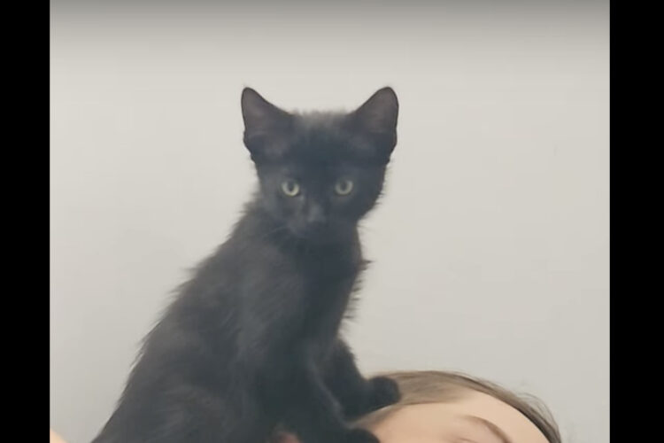 子猫のパパさんの起こし方がかわいすぎる！だけど、目覚めたパパさんは身を起こせない？！？！【海外・動画】