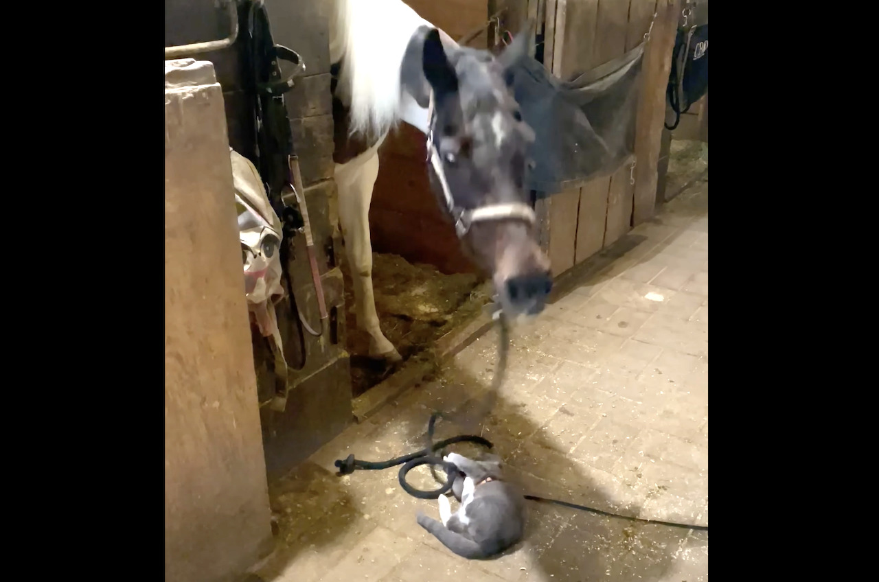 厩舎で楽しい時間を過ごす子猫。馬が手綱で遊んでくれるのでもう夢中です！！【アメリカ・動画】