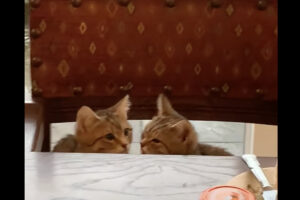 子猫たちが見せてくれた微笑ましく愛らしい姿。それは奇しくも『聖なる日』のことでした【海外・動画】