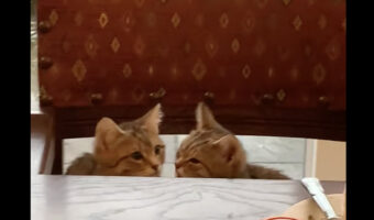 子猫たちが見せてくれた微笑ましく愛らしい姿。それは奇しくも『聖なる日』のことでした【海外・動画】