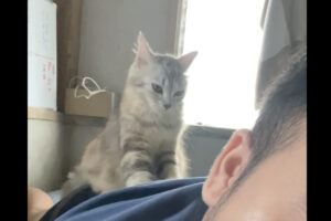 ふみふみ、ふみふみ・・。子猫は極上のマッサージ師さん！？【海外・動画】