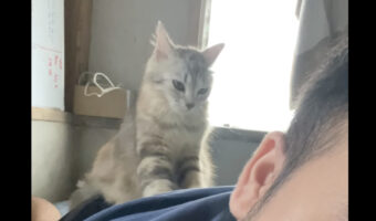 ふみふみ、ふみふみ・・。子猫は極上のマッサージ師さん!?【海外・動画】