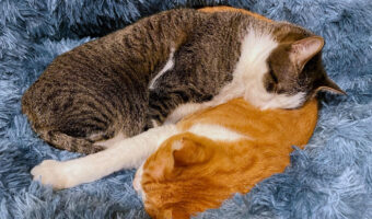 猫だって「猫吸い」をしたい!?すごい吸引力で猫吸いをしているシーンを目撃!!