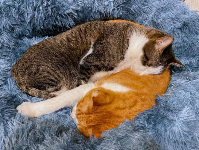 猫だって「猫吸い」をしたい！？すごい吸引力で猫吸いをしているシーンを目撃！！