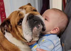 赤ちゃんはブルドッグから離れるつもりはないみたい！ぎゅっとくっつく姿がかわいすぎるけど・・バイバイする時間のようです