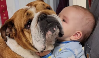 赤ちゃんはブルドッグから離れるつもりはないみたい!ぎゅっとくっつく姿がかわいすぎるけど・・バイバイする時間のようです