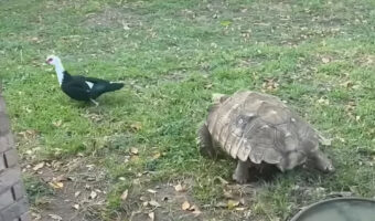 顔なじみのアヒルを追いかけるリクガメ。意外と素早く動き回りますが・・羽ばたける鳥相手に追いつくのは難しい！！