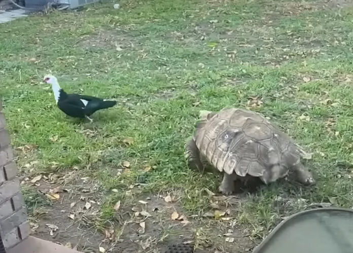 顔なじみのアヒルを追いかけるリクガメ。意外と素早く動き回りますが・・羽ばたける鳥相手に追いつくのは難しい！！