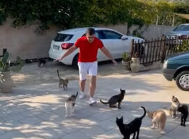 猫たちが男性の動きについていく光景に驚愕！？手の動きを合わせてみんなで柵の向こうへ大移動！！【海外・動画】