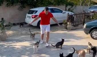 猫たちが男性の動きについていく光景に驚愕!?手の動きを合わせてみんなで柵の向こうへ大移動!!【海外・動画】